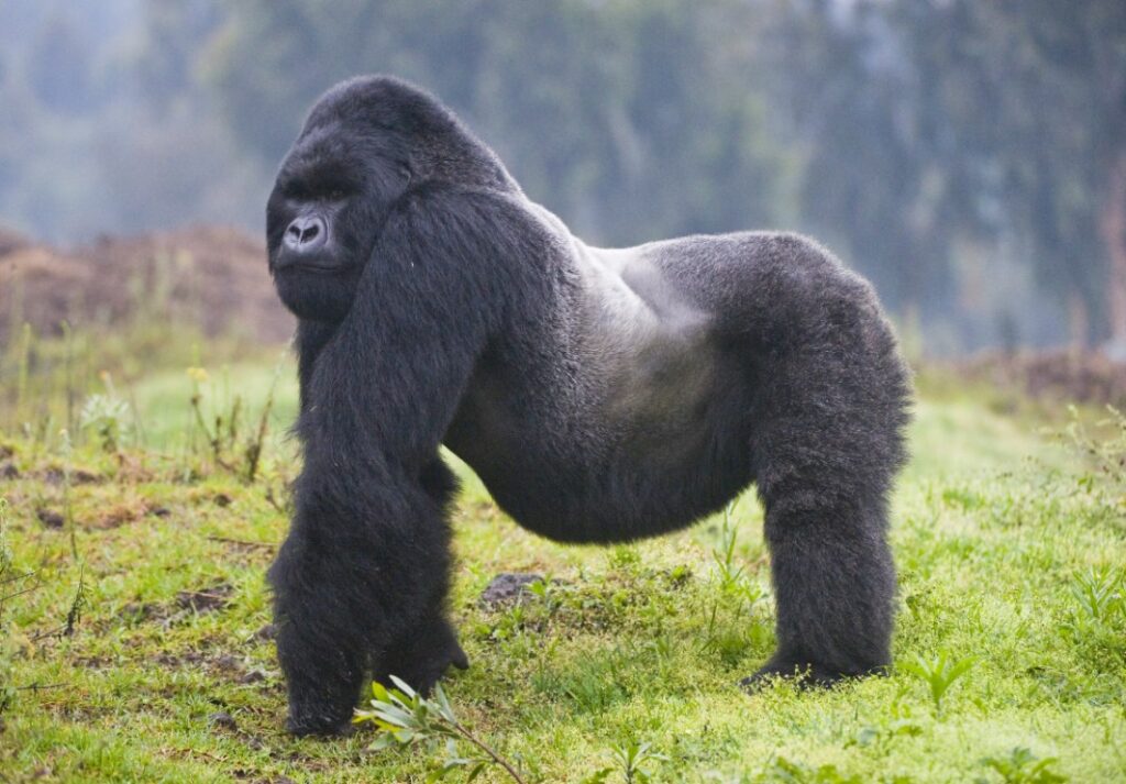 Is A Gorilla A Primate? All You Need To Know