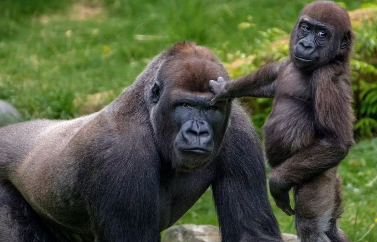 How Do Gorillas Defend Themselves? A Complete Breakdown