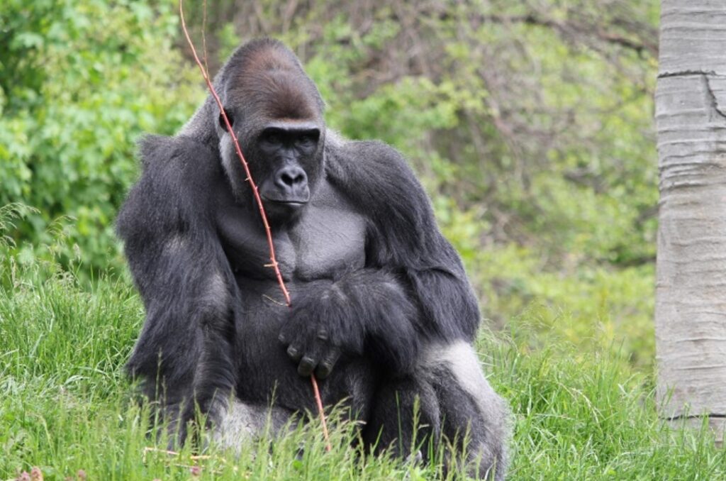 Where Did Gorillas Come From? A Complete Breakdown