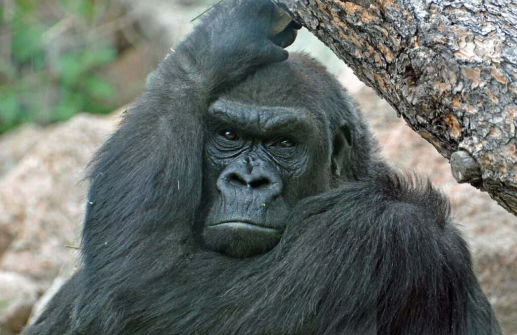 How Intelligent Are Gorillas? All You Need To Know