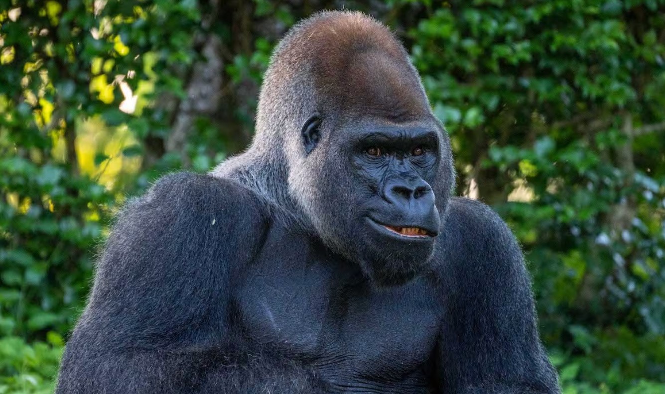 How Do Gorillas Defend Themselves? A Complete Breakdown