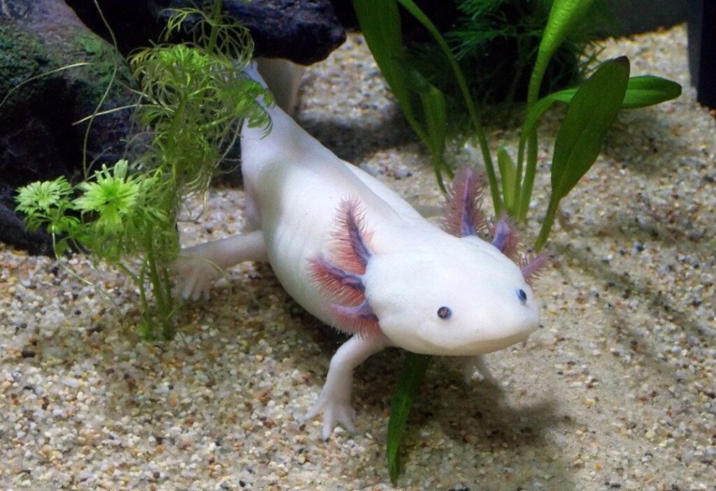 How Do I Know If My Axolotl Is Happy? Answered