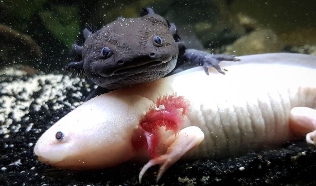 How Does An Axolotl Protect Itself? Explained