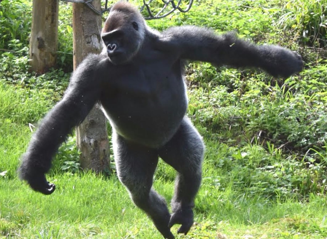 How High Can A Gorilla Jump? Answered