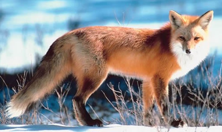 Is The Red Fox A Herbivore, Carnivore Or Omnivore? Answered