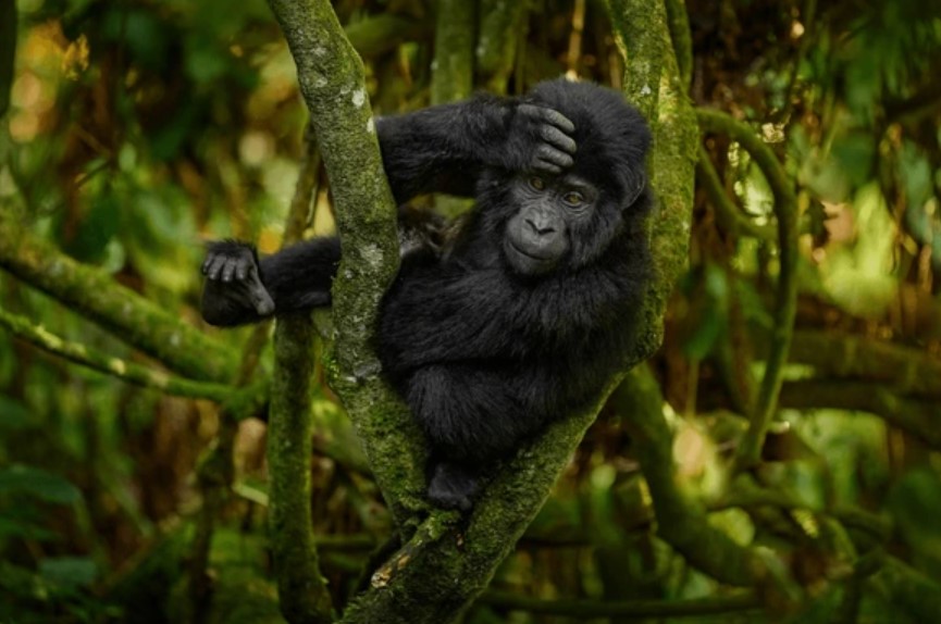 Can Gorillas Swing From Trees? Is It Possible?