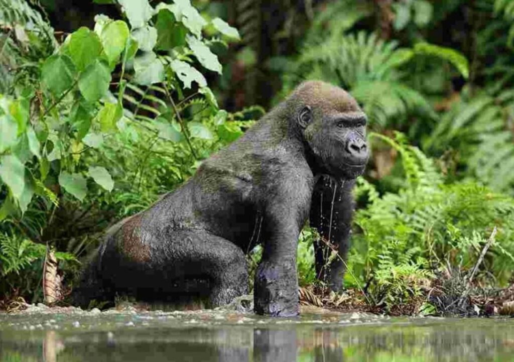 Difference Between Mountain Gorilla Vs Lowland Gorilla