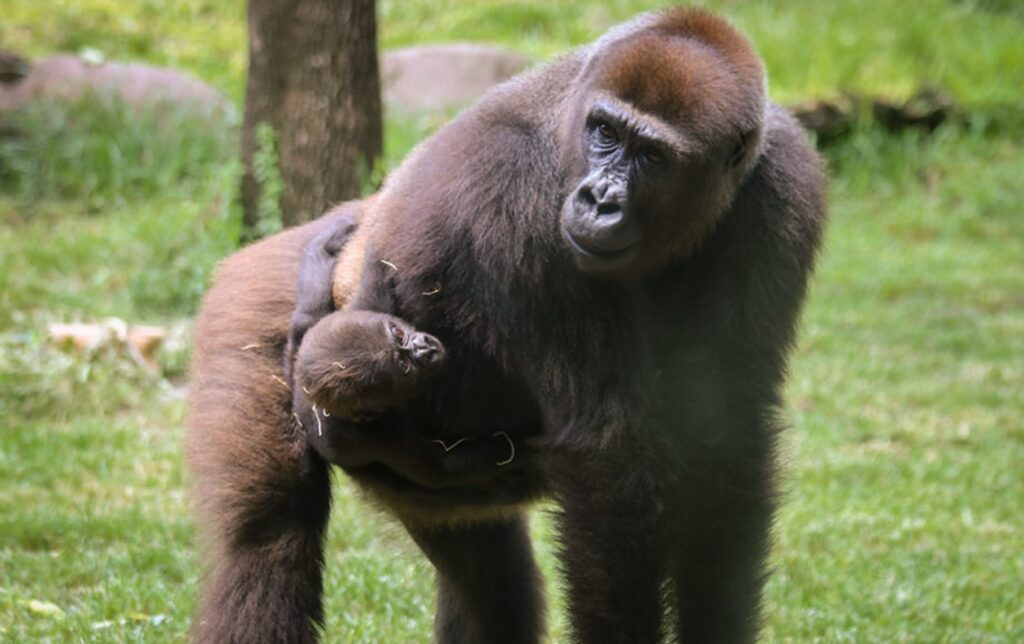 How Long Are Gorillas Pregnant? Answered