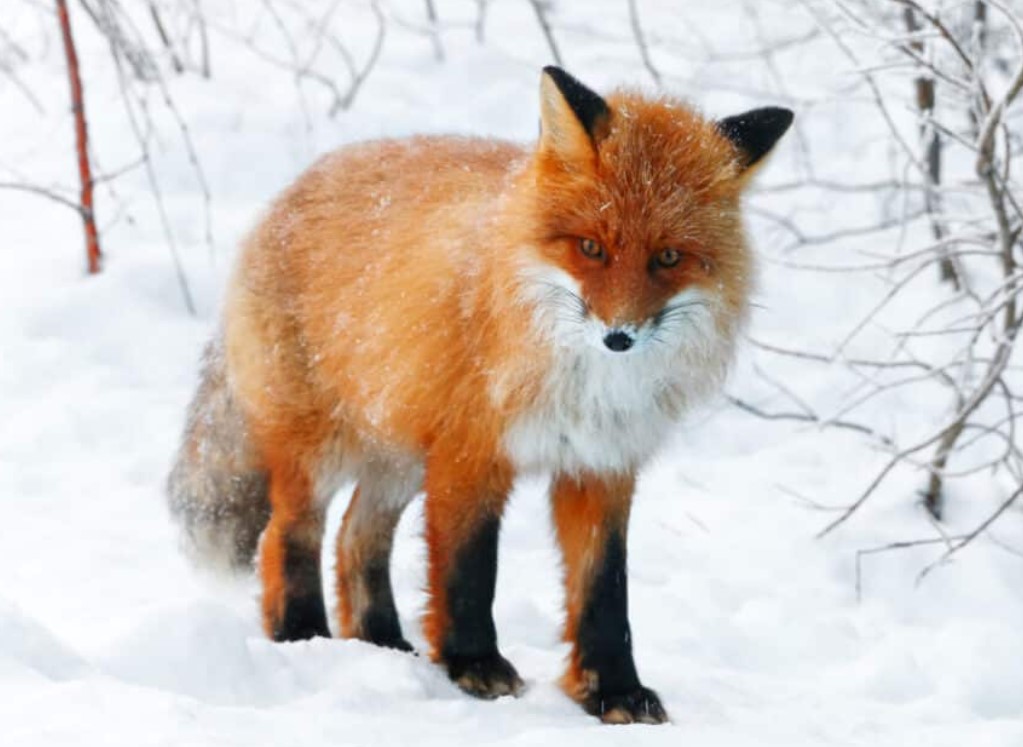 How Do Red Foxes Survive In The Winter? Explained