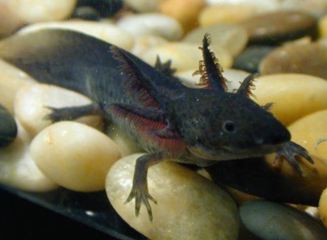 Why Do Axolotls Morph? All You Need To Know