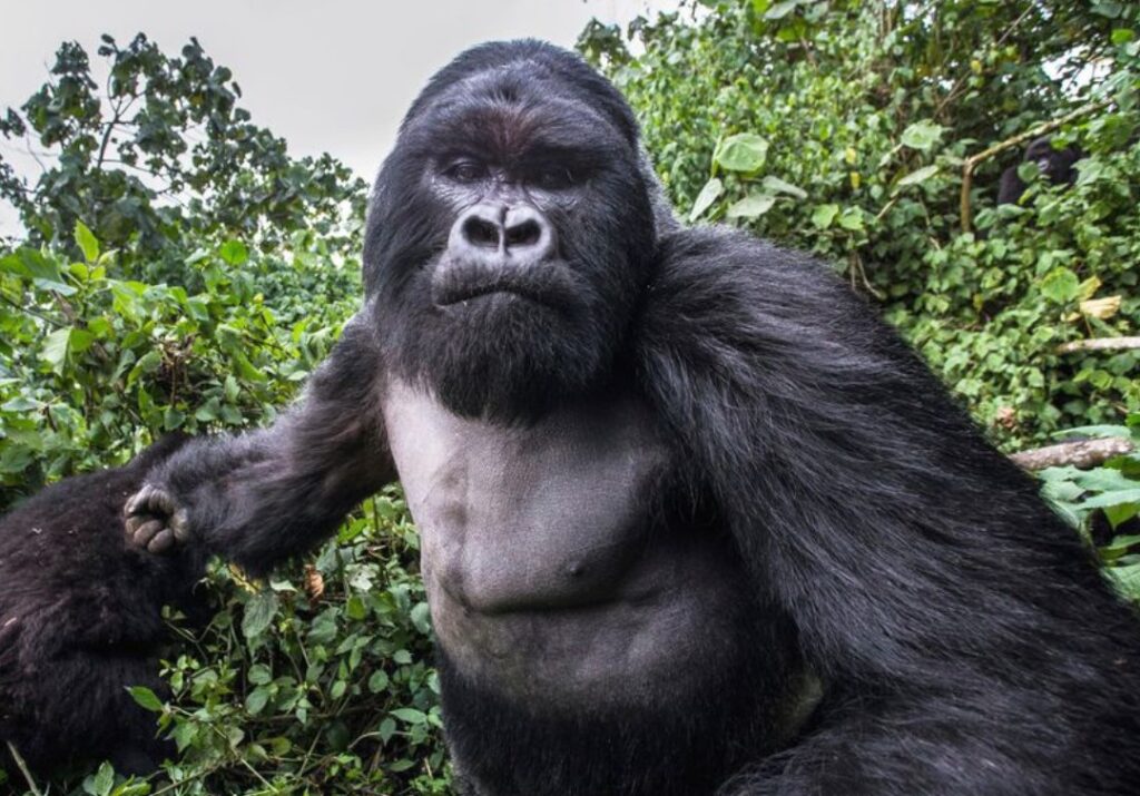 Why Are Gorillas So Human-Like? Answered