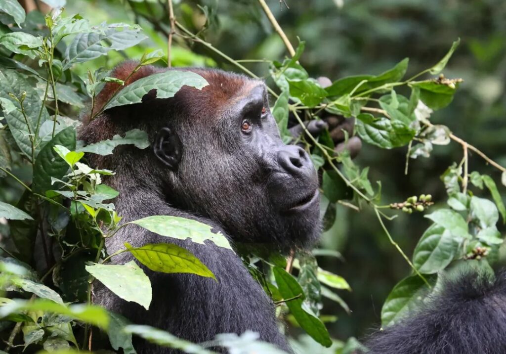 What Animals Live With Gorillas? All You Need To Know