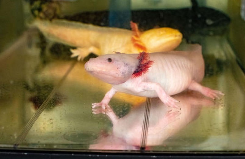 What Do Axolotls Represent? A Complete Breakdown