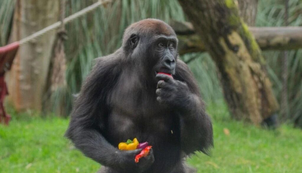 What Do Gorillas Eat In The Tropical Rainforest? Answered