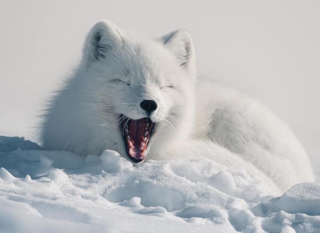 What Does A White Fox Symbolize? A Complete Breakdown