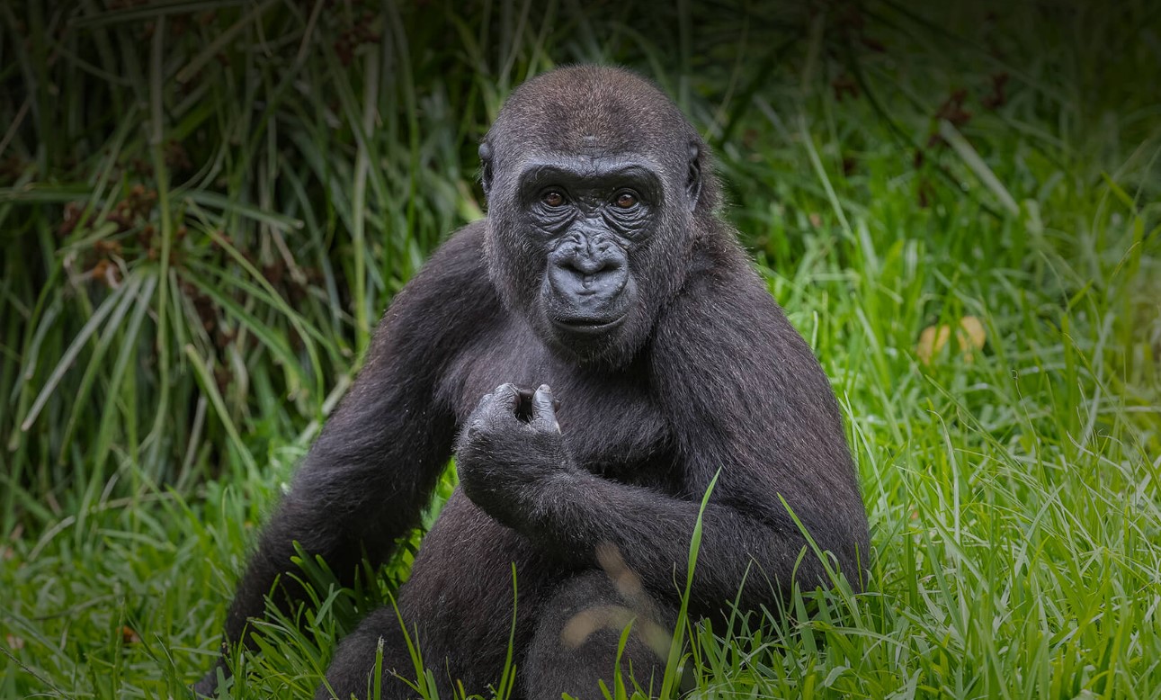 Where Did Gorillas Come From? A Complete Breakdown