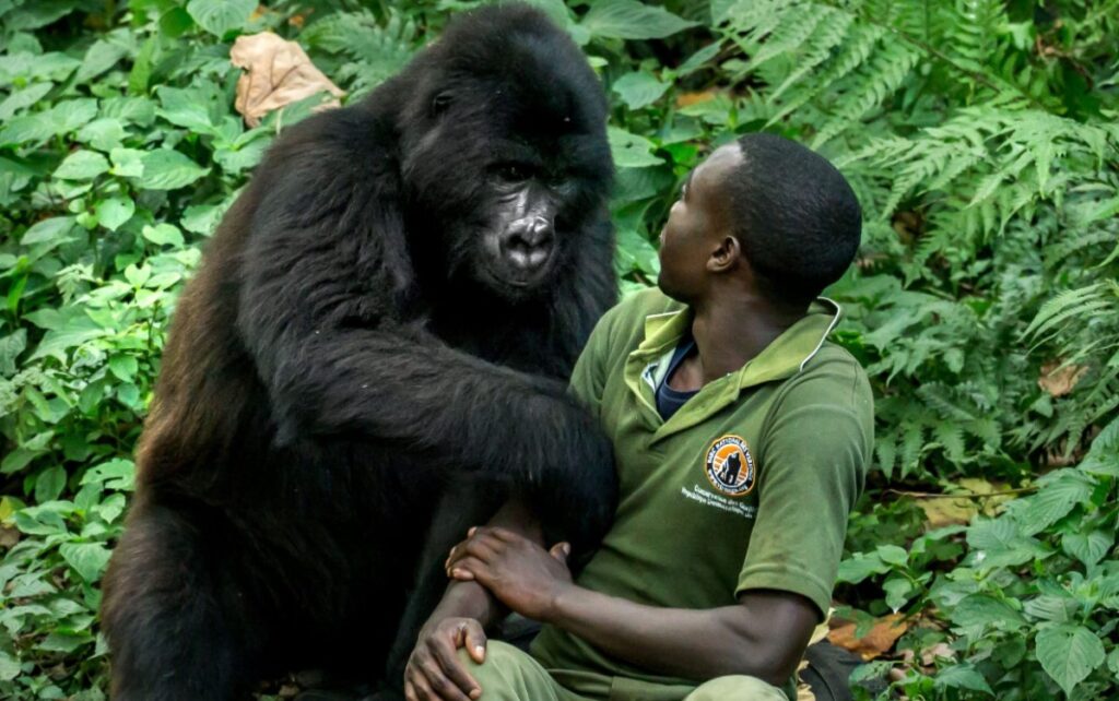 Why Are Gorillas So Human-Like? Answered