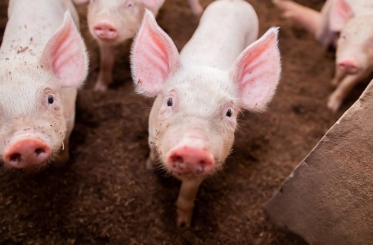 Farm Animals and Bread