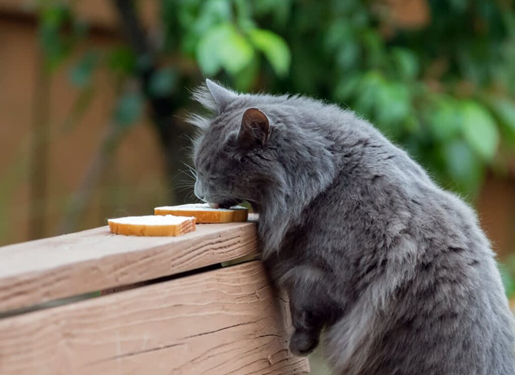 The Role of Education in Responsible Wildlife Feeding