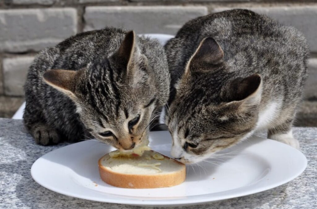 What Animals Can Eat Bread