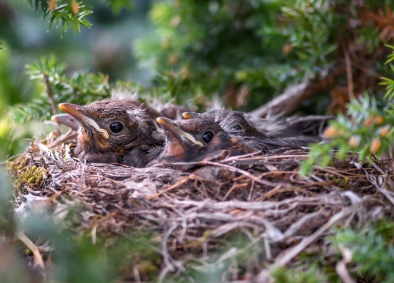 How Much Bird Nest To Consume Daily? Answered