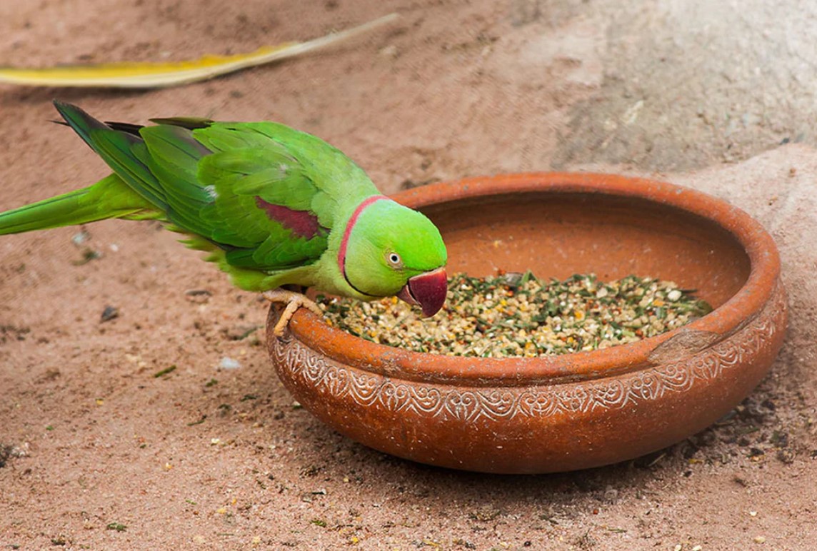 Can Birds Eat Sesame Seeds? Quick Answer