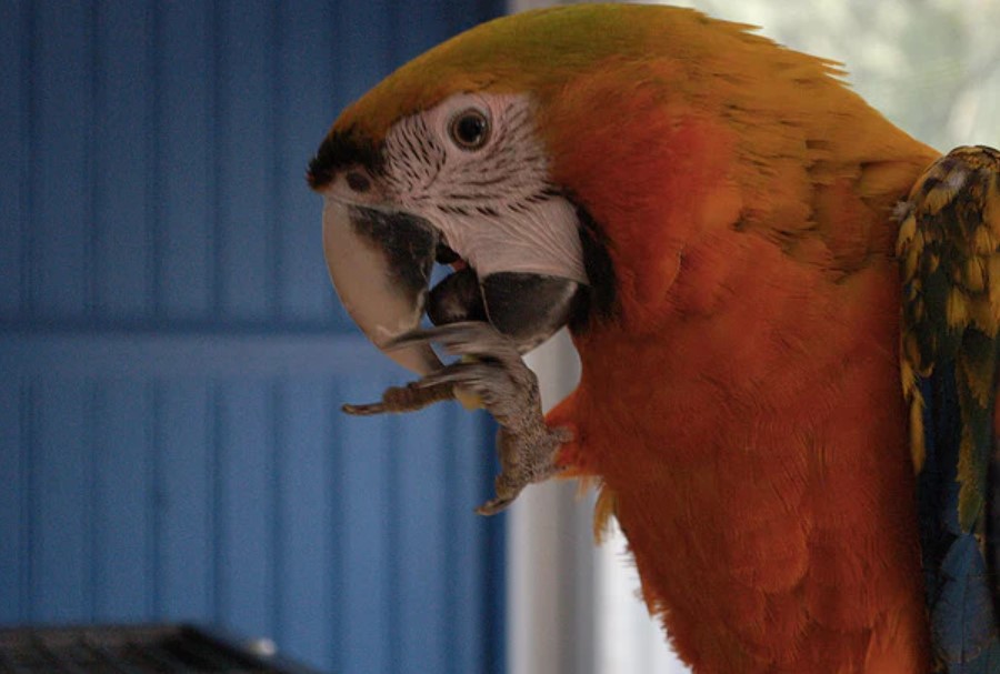 Can Birds Eat Tortilla Chips? Quick Answer