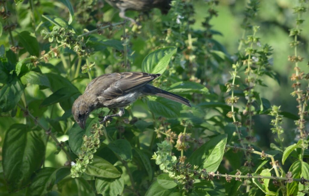 Do Birds Eat Basil Seeds? All You Need To Know