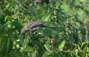 Do Birds Eat Basil Seeds