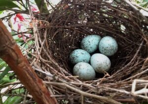 Do Birds Get Sad When Their Eggs Break