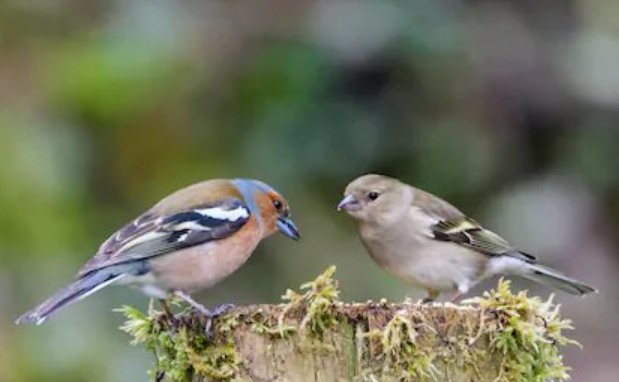 Do Female Birds Hump? All You Need To Know