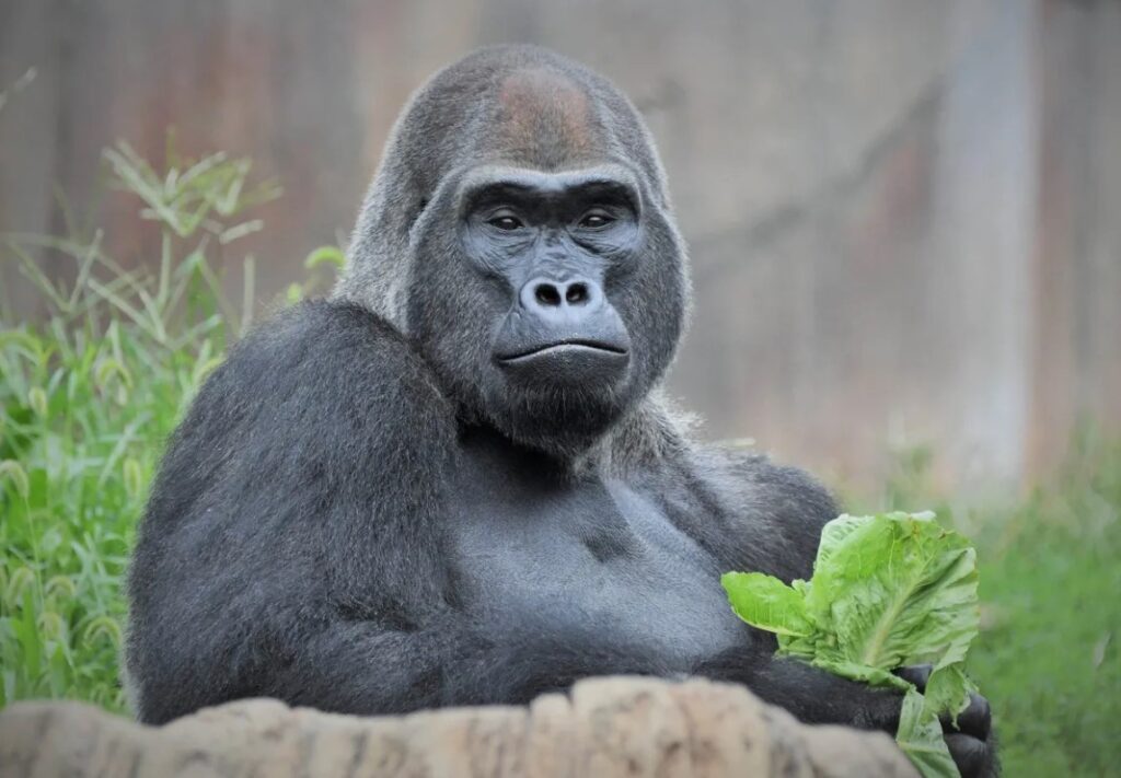 What Are Gorillas? [Size, Species, Habitat, & Facts]