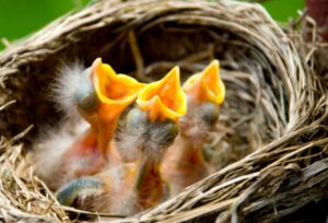 How Much Bird Nest To Consume Daily