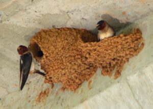 How To Keep Birds From Building Nests Under Carport