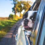 dog, pet, car window, drive, road trip, animal, bulldog, canine, car wallpapers, nature, car, window, portrait, mammal, dog portrait