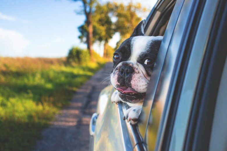 dog, pet, car window, drive, road trip, animal, bulldog, canine, car wallpapers, nature, car, window, portrait, mammal, dog portrait