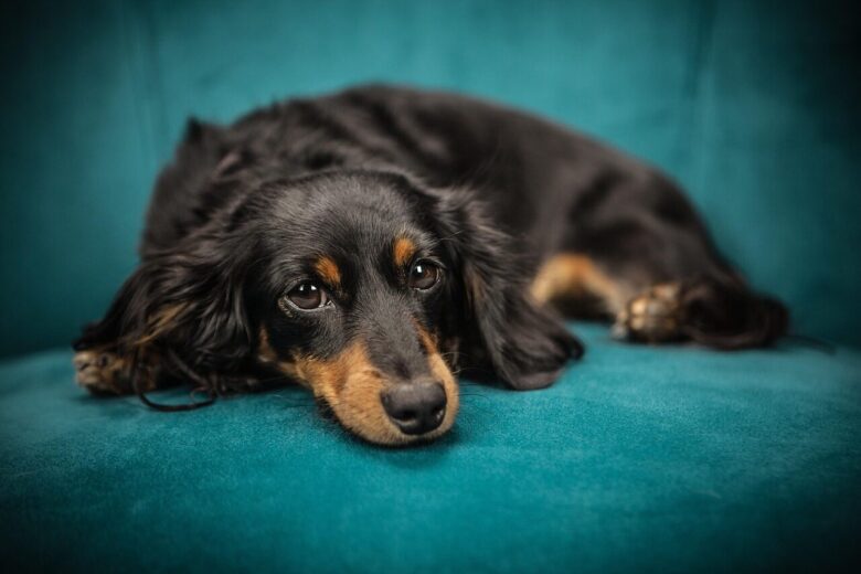 dog, puppy, sofa, pet, animal, lying down, canine, domestic, domestic dog, portrait, dog portrait, mammal, nature, animal portrait