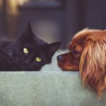 dog, cat, pet, animal, pets, mammals, animals, friends, friendship, brown dog, nature, black cat, domestic, domestic animals, portrait, friendship day