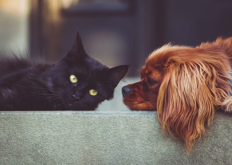 dog, cat, pet, animal, pets, mammals, animals, friends, friendship, brown dog, nature, black cat, domestic, domestic animals, portrait, friendship day