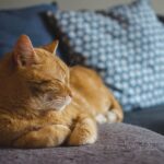 cat, pet, red cat, cat's eyes, animal, lying cat, dream, domestic cat, a well-groomed cat, calm cat, relaxation, sleeping cat, rest, dachowiec