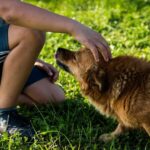 dog, man, pet, owner, grass, park, field, puppy, canine, friendship, companion, friends, animal, mammal, nature, petting