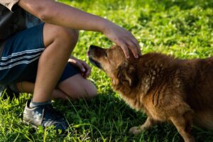 dog, man, pet, owner, grass, park, field, puppy, canine, friendship, companion, friends, animal, mammal, nature, petting