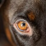 dog, eye, head, nature, pet, animal, domestic dog, canine, mammal, doberman, focus, best friend, closeup