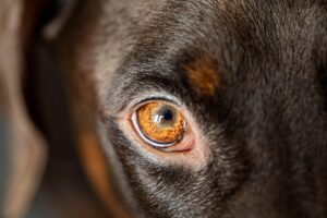 dog, eye, head, nature, pet, animal, domestic dog, canine, mammal, doberman, focus, best friend, closeup