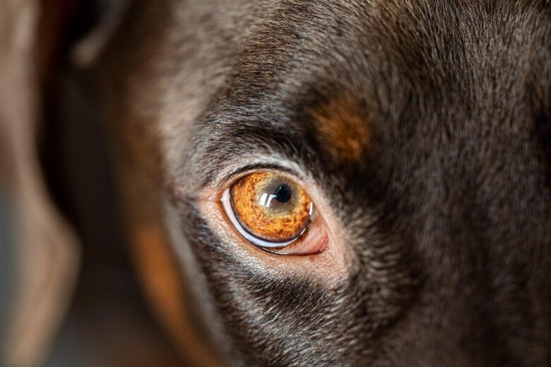 dog, eye, head, nature, pet, animal, domestic dog, canine, mammal, doberman, focus, best friend, closeup