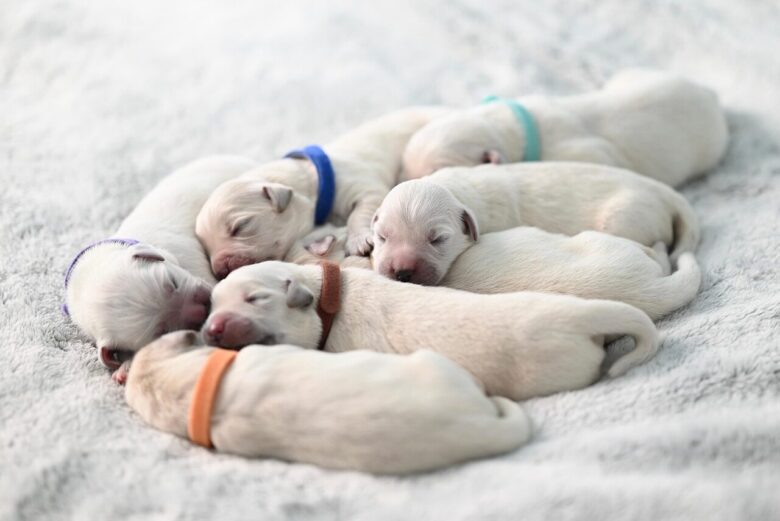 dogs, puppies, baby dogs, nature, golden retrievers, animals, canines, mammals, newborns